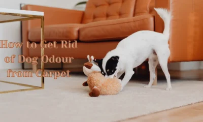 How to Get Rid of Dog Odour from Carpet