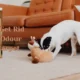 How to Get Rid of Dog Odour from Carpet