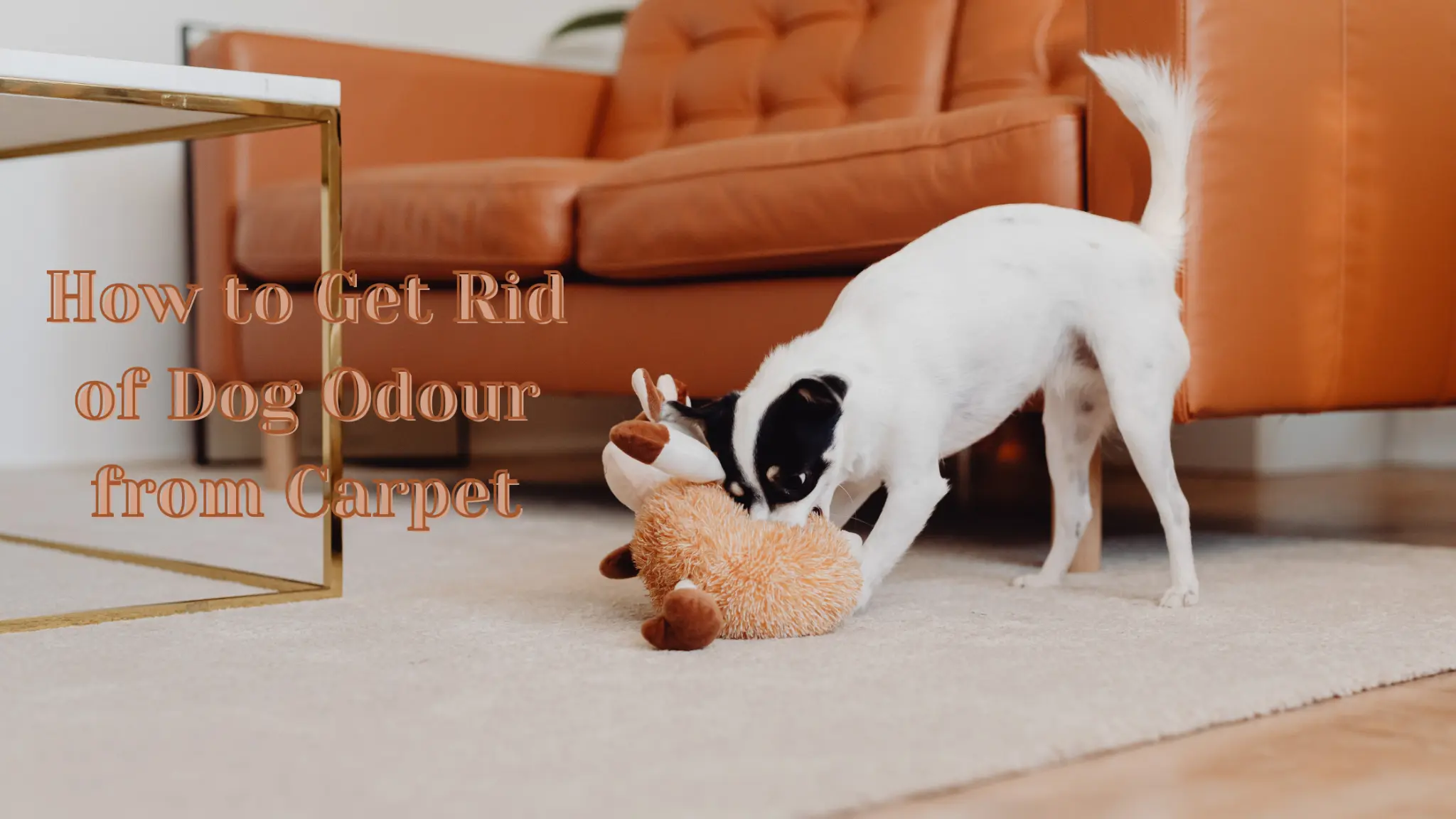 How to Get Rid of Dog Odour from Carpet