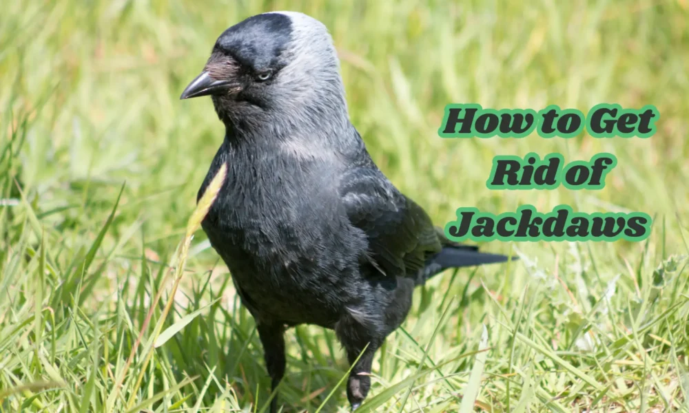 How to Get Rid of Jackdaws