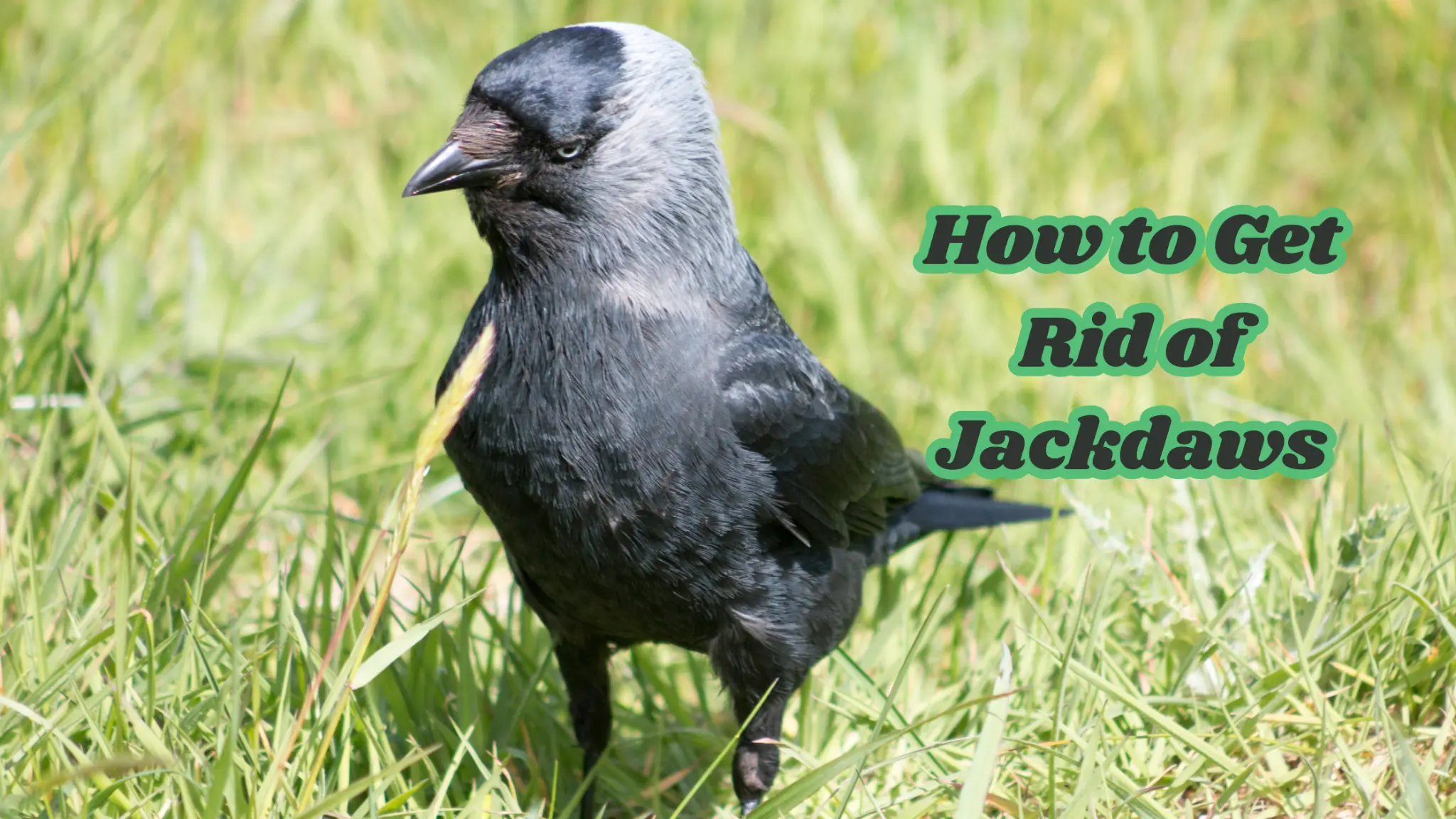 How to Get Rid of Jackdaws
