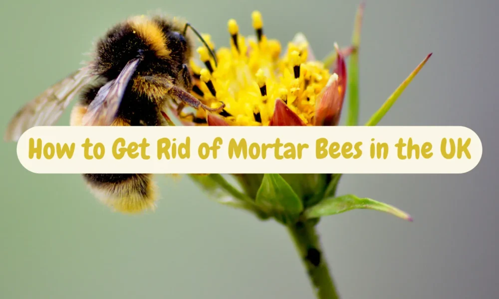 how to get rid of mortar bees uk