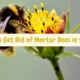 how to get rid of mortar bees uk