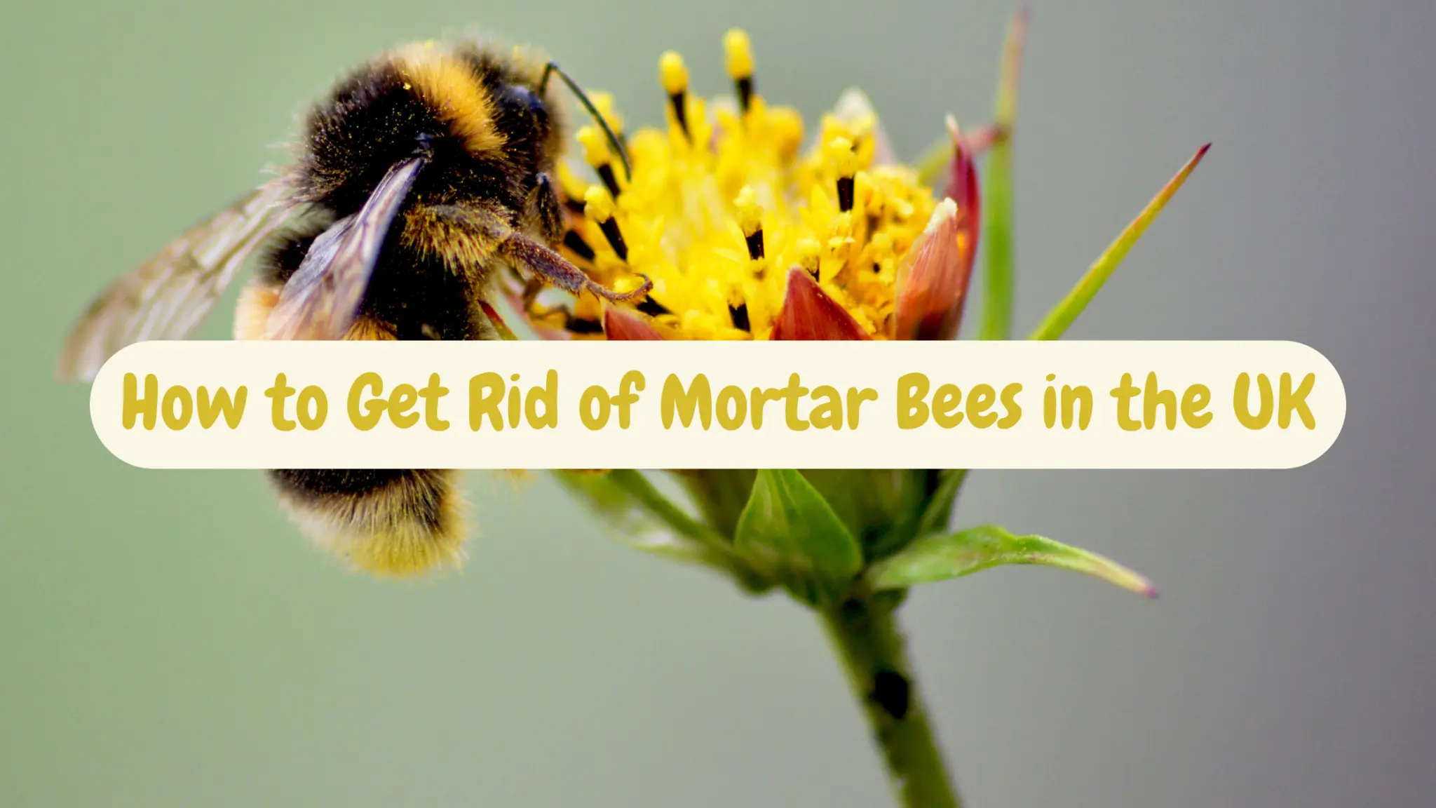 how to get rid of mortar bees uk