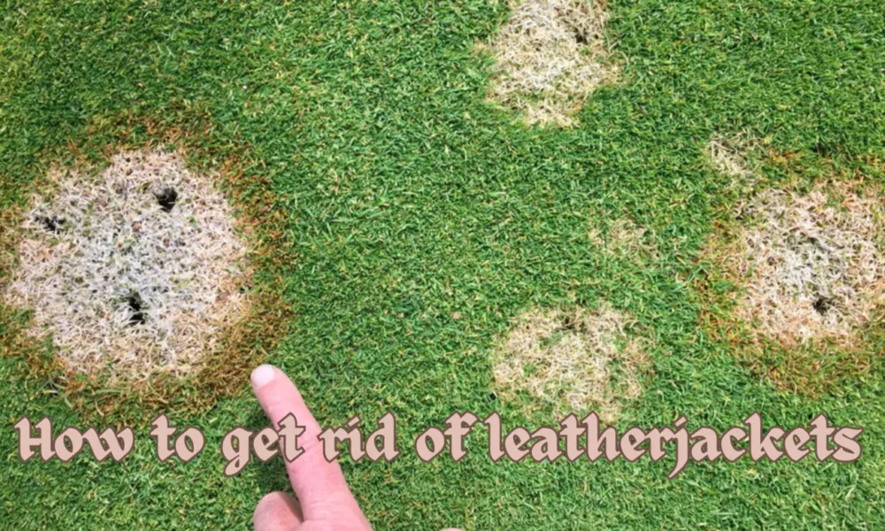 How to get rid of leather jackets