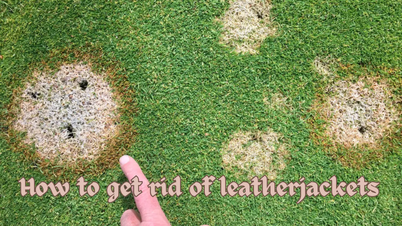How to get rid of leather jackets