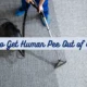 how to get human pee out of carpet