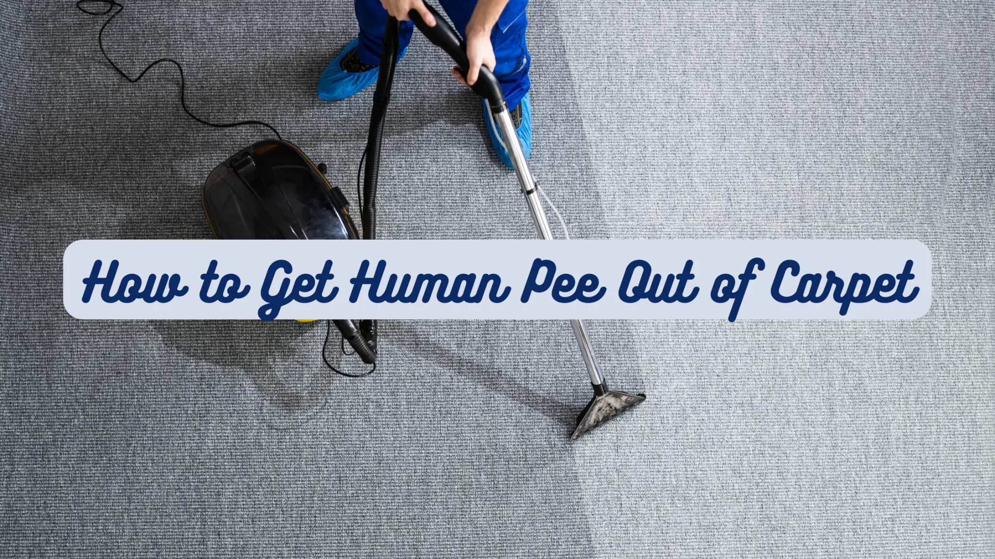 how to get human pee out of carpet
