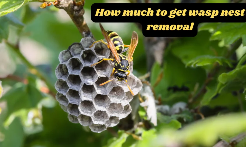 how much to get wasp nest removal