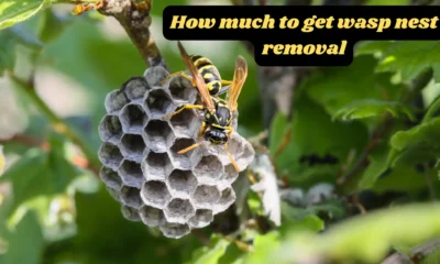how much to get wasp nest removal