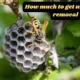 how much to get wasp nest removal