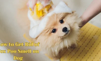 How to Get Rid of Fox Poo Smell on Dog
