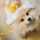 How to Get Rid of Fox Poo Smell on Dog