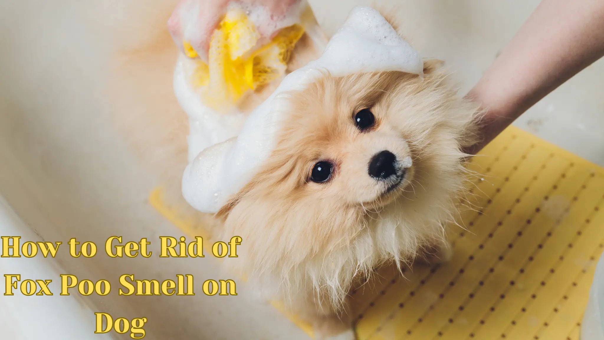 How to Get Rid of Fox Poo Smell on Dog