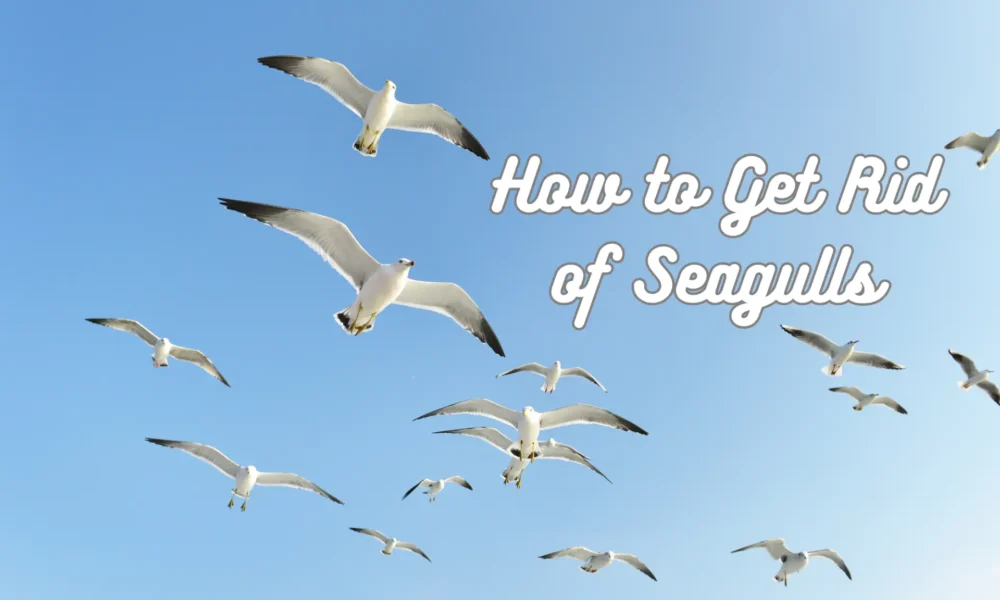how to get rid of seagulls