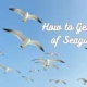 how to get rid of seagulls