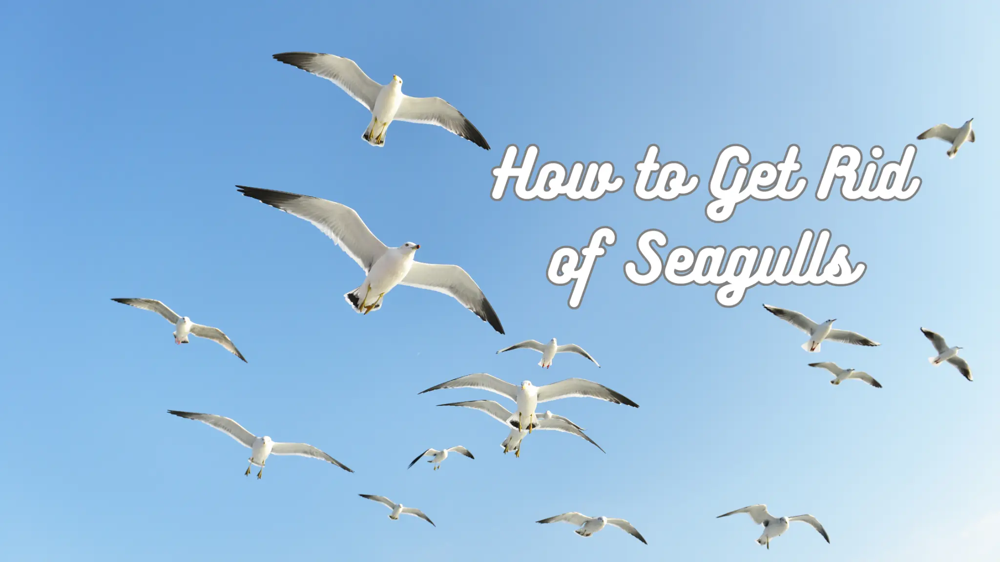how to get rid of seagulls