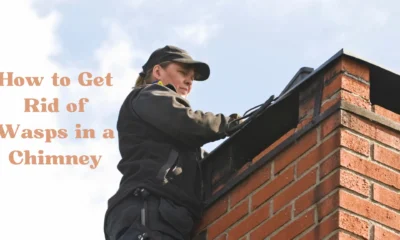 How to Get Rid of Wasps in a Chimney