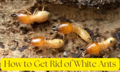 how to get rid of white ants