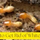 how to get rid of white ants