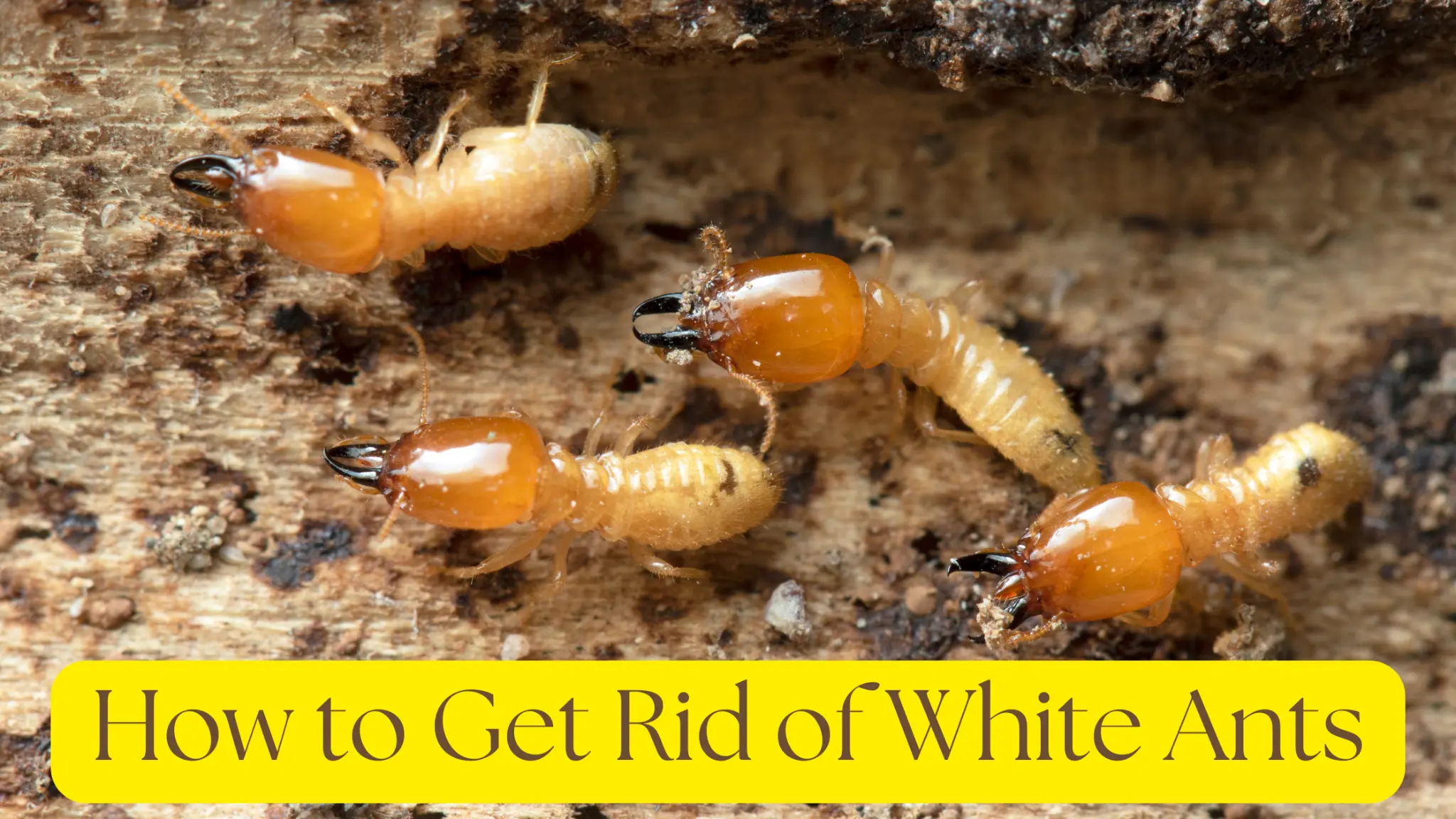 how to get rid of white ants