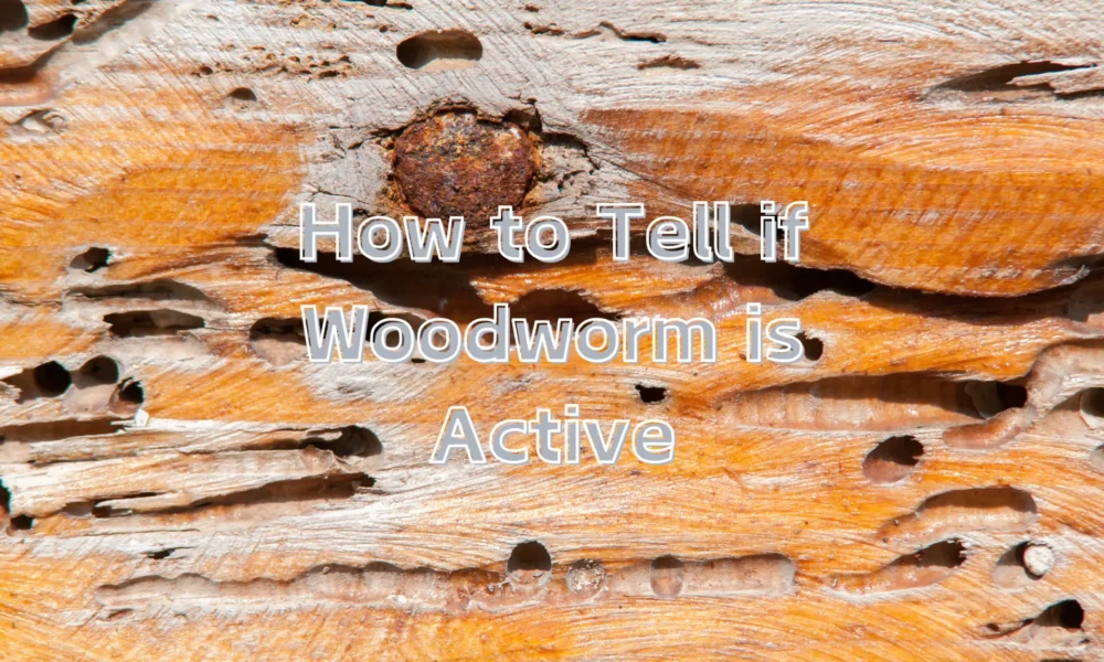 how to tell if woodworm is active