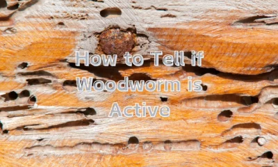 how to tell if woodworm is active