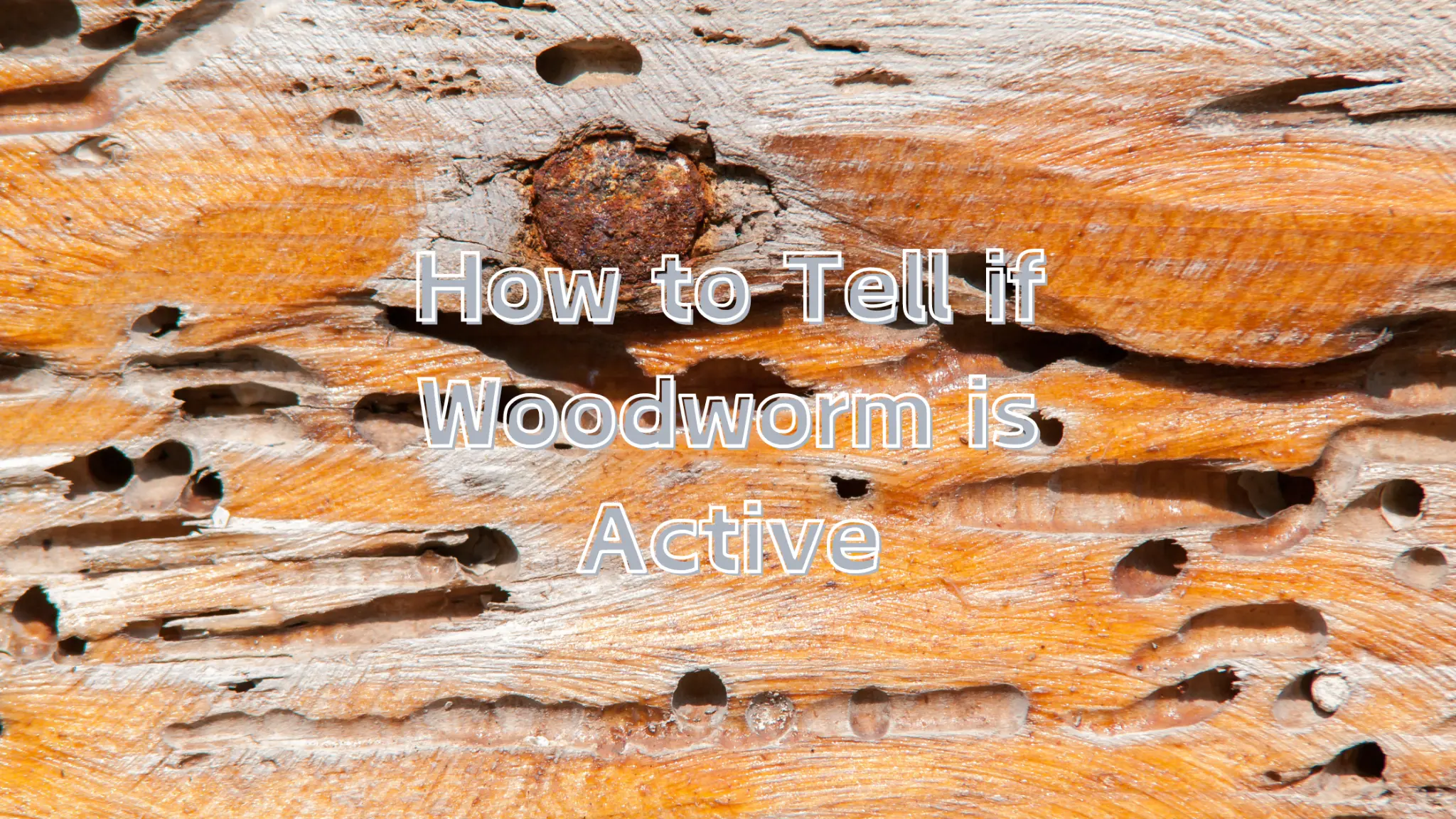 how to tell if woodworm is active
