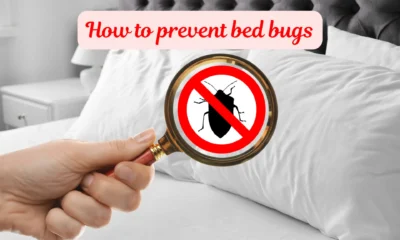 How to prevent bed bugs?