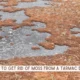 how to get rid of moss from tarmac drive