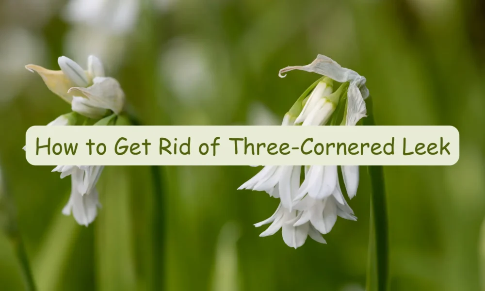 how to get rid of three cornered leek