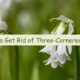 how to get rid of three cornered leek