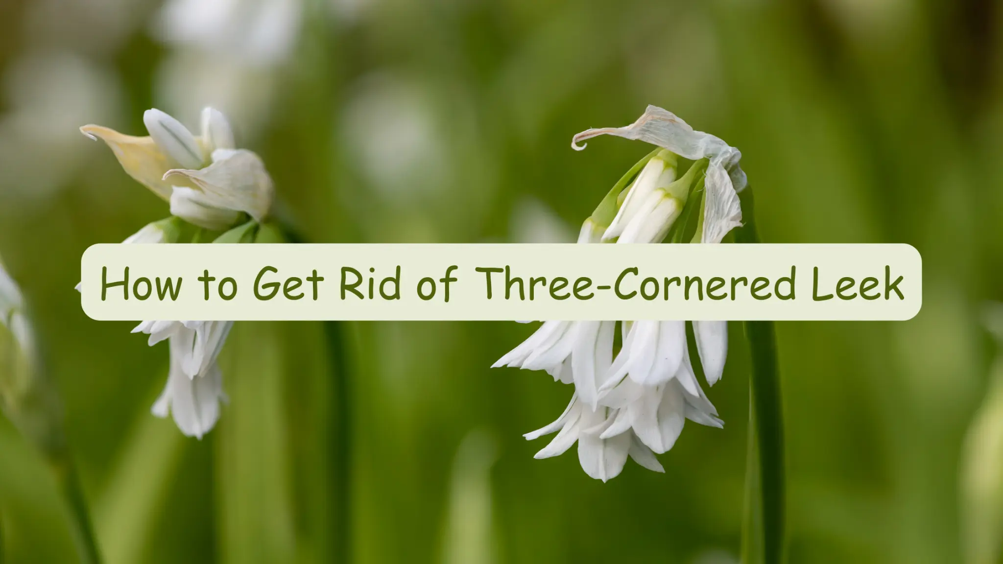 how to get rid of three cornered leek