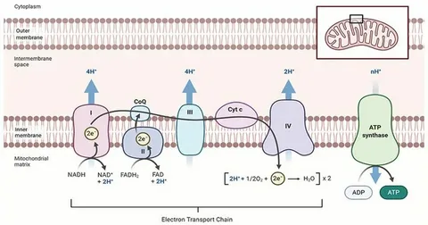 Electron Transport Rate