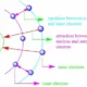 electron shielding